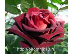 Саженцы роз