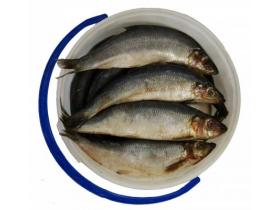 Рыба соленая