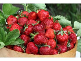 Земляника садовая «Фестивальная»