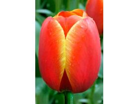 Тюльпаны свежие ТМ «Funflower.ru»