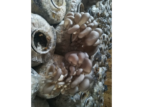 Вешенки