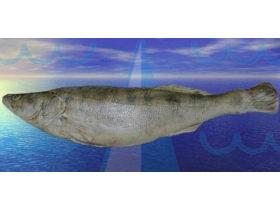 Мороженая неразделанная рыба