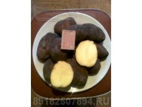 Картофель, сорт «Ред Скарлет»