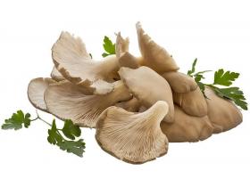 Вешенка свежая весовая