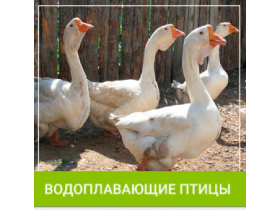 Комбикорм для водоплавающих птиц