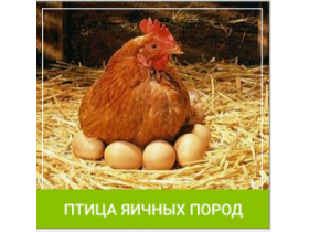 Комбикорм для птиц яичных пород