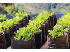 Пакеты для рассады