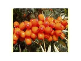 Облепиха в мёде