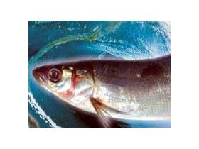 Омуль из Байкала