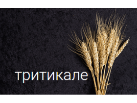 Озимое тритикале (зерно)
