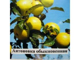 Саженцы плодовые Яблоня