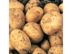 Картофель свежий в ассортименте