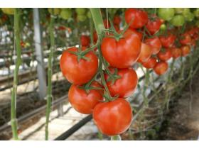 Томаты тепличные в гофротаре