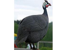 Цесарка Крапчатая живая
