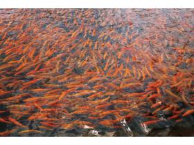 Форель радужная охлаждённая и живая на вес