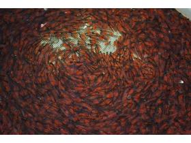 Посадочный материал «Форель «Радужная»