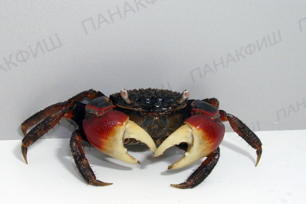 Краб красный паук