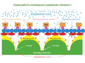 Удобрение на основе органических полимеров ЗЕЛЕНИТ