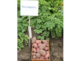Семена картофеля, сорт Рэд Скарлет.